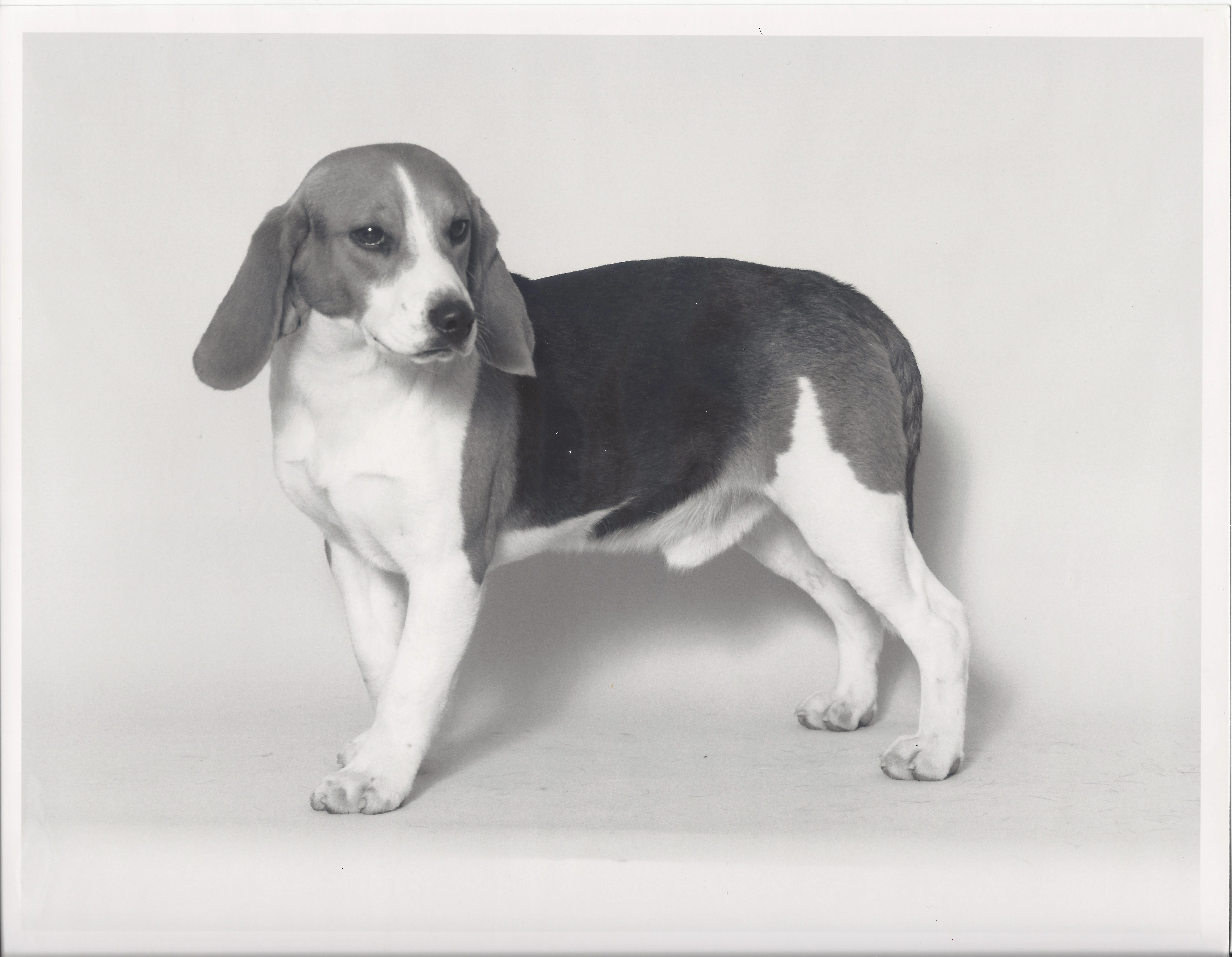 A beagle looking at camera