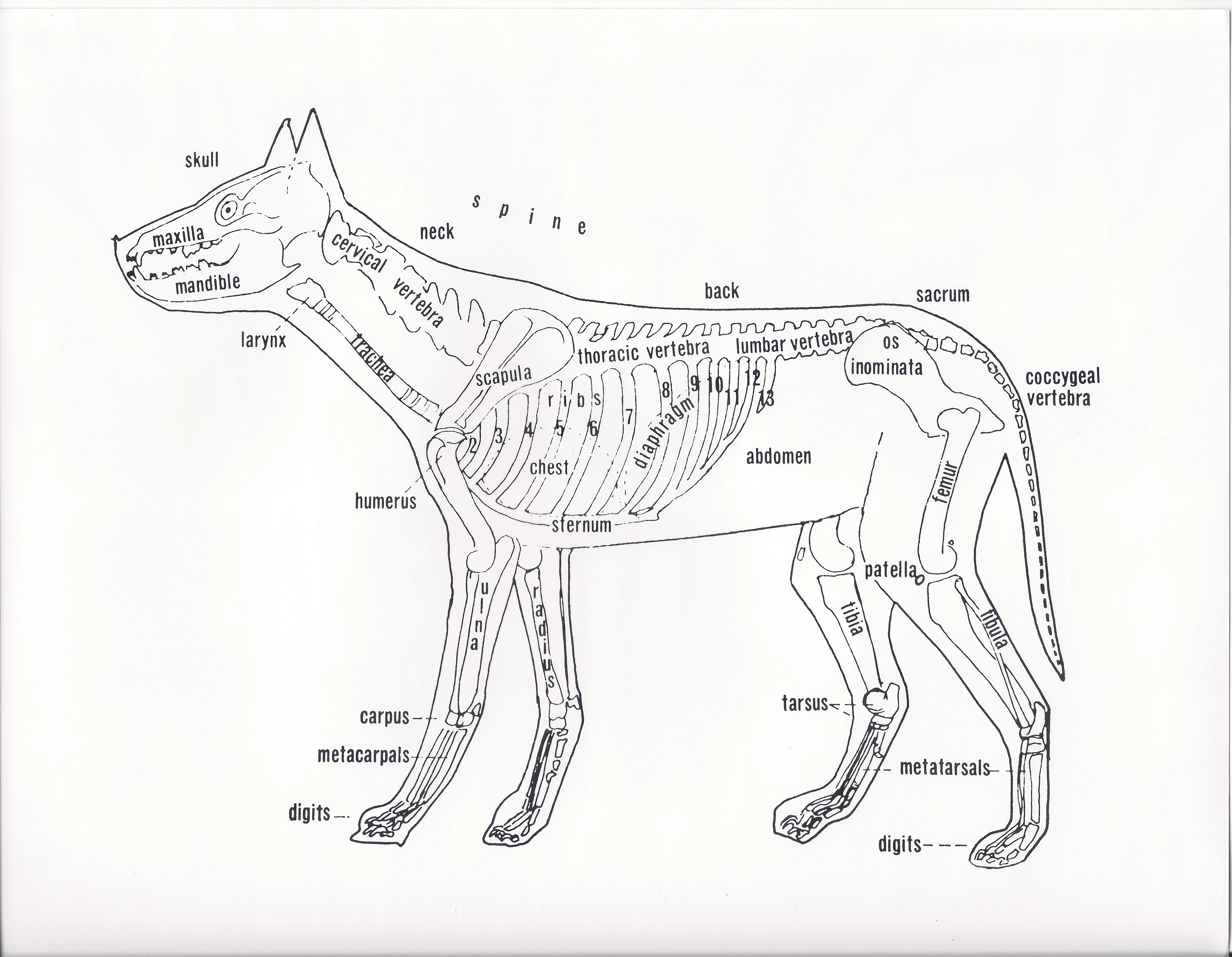 Beagle skeleton diagram